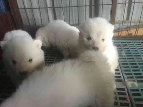 萨摩宝宝 如何负责任地购买和饲养这些可爱的宠物