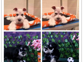 成都专业雪纳瑞专卖与购买指南