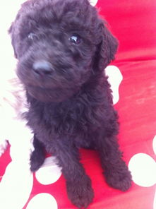 售家养巨型贵宾犬 温柔巨人的理想伴侣