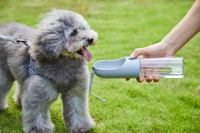 从宠物销售看日本宠物店的核心竞争力