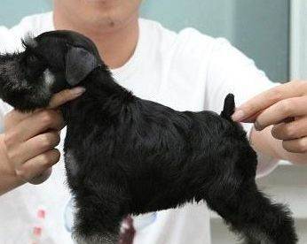 常州本地纯种雪纳瑞幼犬，健康活泼，寻找有爱新家