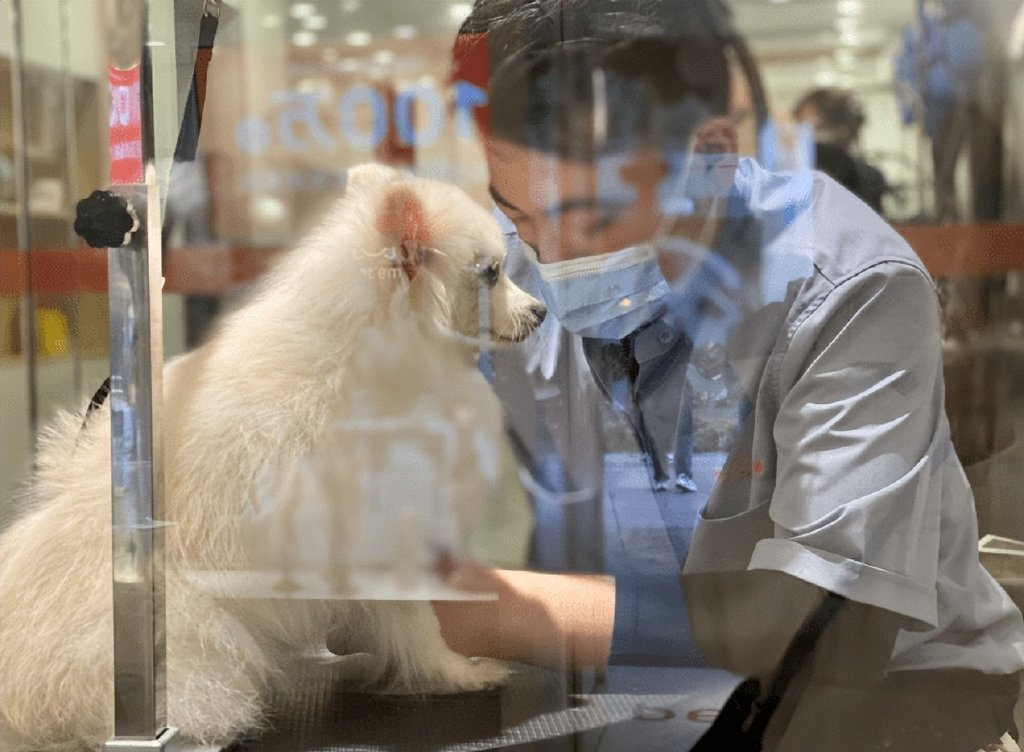 宠物经济新浪潮 从宠物销售洞见市场趋势与未来走向