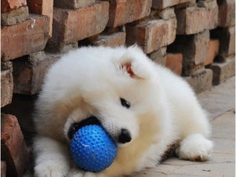 成都精品萨摩耶犬舍直销，签订健康协议，享三个月无忧保障