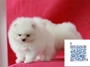 上海精品拉布拉多幼犬直销 机灵聪明悟性高，健康保障上门交易