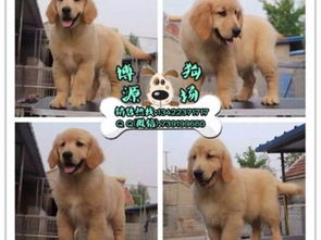 广州养殖基地直销金毛犬及其它幼犬 健康保障与无忧服务指南