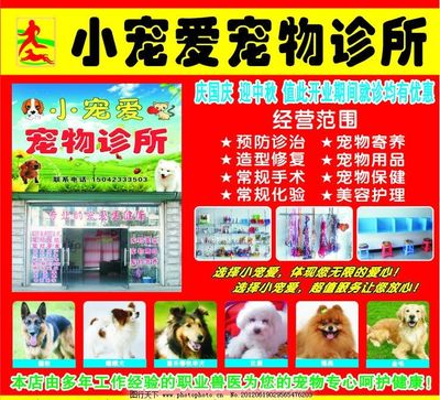 宠物诊所与宠物销售 用心守护每一个毛孩子