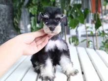 呼和浩特犬舍直销 选购爱犬的最佳选择