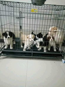 狗场不繁殖了 宠物买卖、用品交易与宠物销售的新篇章