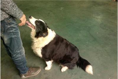 优质边境牧羊犬低价出售，漳州龙海宠物狗go007.com 提供专业宠物销售服务