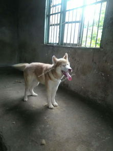 二哈宠物交易与用品服务指南